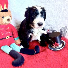 Mouse King - male Golden Mountain Doodle puppy in Victoria, Texas from Deidre's Doodles