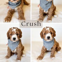 Crush - Apricot male Goldendoodle puppy in Central, Arizona from Cotton Lane Puppies