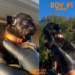 Orange Boy #1 - Brindle French Bulldog puppy in San Diego, California from Forbes List Frenchies
