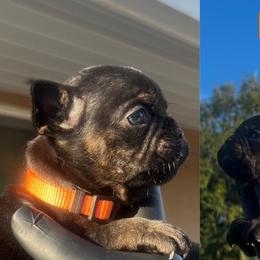 Orange Boy #1 - Brindle French Bulldog puppy in San Diego, California from Forbes List Frenchies