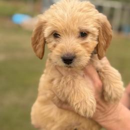 Annie - Apricot female Goldendoodle puppy in Ambrose, Georgia from Brandilyn's Aussies