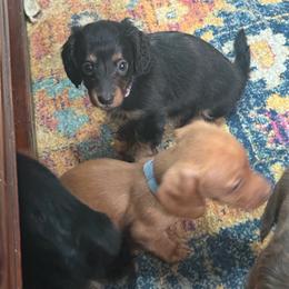 Ember - Black and tan female Dachshund puppy in Davison, Michigan from Brimstone Hollow Dachshunds
