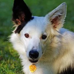 Border Collies, Sporty Mixes, Staffordshire Bull Terriers, and Whippets from Painted Stars Farm