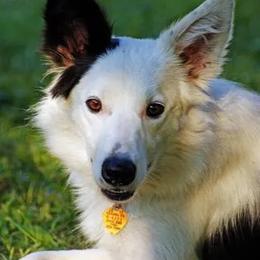 Border Collies, Sporty Mixes, Staffordshire Bull Terriers, and Whippets from Painted Stars Farm