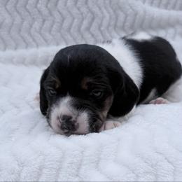 Pocket Beagle Sami - Black white and tan female Beagle puppy in Gentry, Arkansas from HC Puppy Ranch