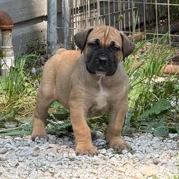 Blue Collar - Fawn male Boerboel puppy in Manitowoc, Wisconsin from Mae Boerboel