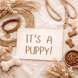 Girl 1 - Apricot female Maltipoo puppy in Southern,, California from Maltipoo Tiny Pups & More