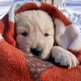 Golden Retriever and Labrador Retriever Puppies from Harvest Moon Farms