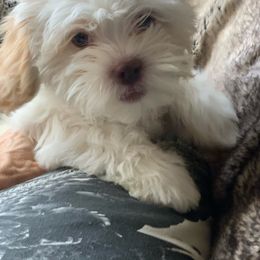 Boy 4 - White Shihpoo puppy in Rockwall, Texas from Pheasant Hill Farms