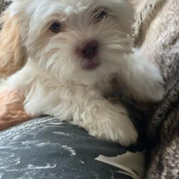 Boy 4 - White Shihpoo puppy in Rockwall, Texas from Pheasant Hill Farms