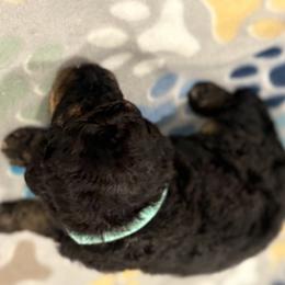 Goldendoodle and Poodle Puppies from Southern Stroll Poodles & Doodles