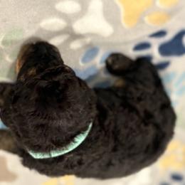 Goldendoodle and Poodle Puppies from Southern Stroll Poodles & Doodles