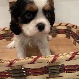 Cavalier King Charles Spaniel Puppies from Ridgefield Cavaliers