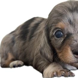 Female Black And Tan Dapple - Dapple female Dachshund puppy in El Paso, Texas from InnerVision K9 & Dachs