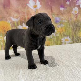 Van- Grey( blue) male - Gray male Cane Corso puppy in Loogootee, Indiana from Walnut Creek Cane Corso