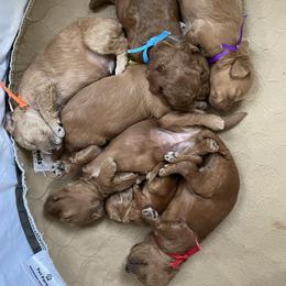 Goldendoodle Puppies from Angel’s Goldendoodle Pups