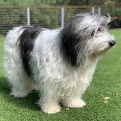 Polish Lowland Sheepdog All Grown Up from Ponavie PONs