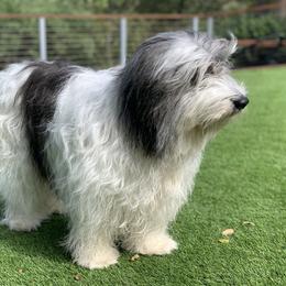 Polish Lowland Sheepdog All Grown Up from Ponavie PONs