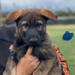 Boy 1 - Sable German Shepherd puppy in Riverside, California from Von Der Sagobi