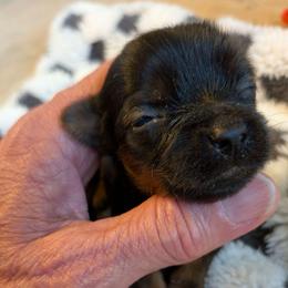 Peter - Black and gold male Yorkshire Terrier puppy in Gatesville, Texas from KontryKritterz Yorkies