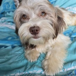 Havanese puppies from Hoku Havanese