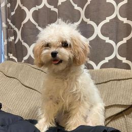Pearl - Cavapoo