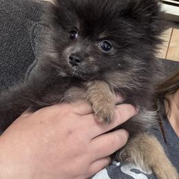 Hazel - Blue and tan female Pomeranian puppy in Sandia, Texas from Broken Arrow Poms