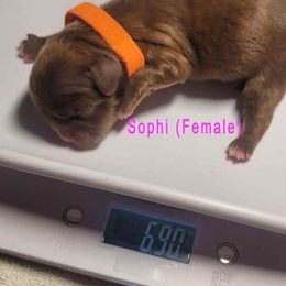 Girl 2 - female Shih Tzu puppy in Lake Worth, Florida from Shih Tzu Cottage