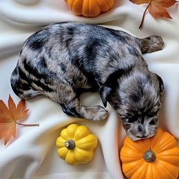 Jigsaw - Merle male Cockapoo puppy in Sparta, Missouri from Sis' Doodles & Poodles