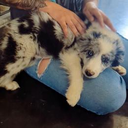 Tulip - Blue merle female Border Collie puppy in Fallon, Nevada from Royal R Ranch