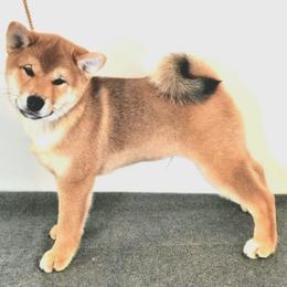 Shiba Inu Puppies from KurguzkinShiba