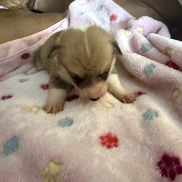Stella - Sable female Pembroke Welsh Corgi puppy in Jenkinsburg, Georgia from Red Elephant Farms