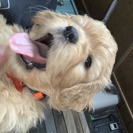 Goldendoodle and Poodle Puppies from Megan Lennox