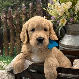 Blue Boy - Cream male Goldendoodle puppy in The Woodlands, Texas from Gracie's Goldendoodles and Bernedoodles of The Woodlands