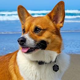 Benson - Pembroke Welsh Corgi