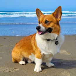 Benson - Pembroke Welsh Corgi
