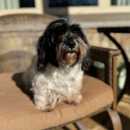 Smooch - Havanese