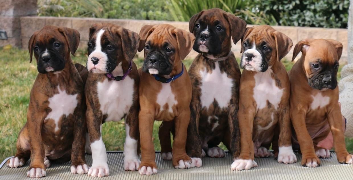 6 boxer puppies lined up for a portrait