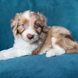 Starry (yellow) - Red merle female Aussiedoodle puppy in Watertown, Wisconsin from Little Bear Paws Aussiedoodles