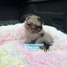 Merle boy 3000 no breeding rights - Blue merle male Pomeranian puppy in Kentucky from Em&M Pomeranians