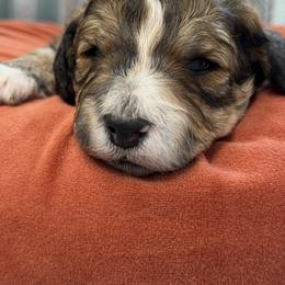Snowflake - Sable female Bernedoodle puppy in Russellville, Arkansas from Crossgate Doodles