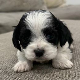Crumpet - Tri-color male Cavapoo puppy in Draper, Utah from Cavachon Love Chocolate Cavaliers, Cavaliers, Cavachon’s, Cavapoos