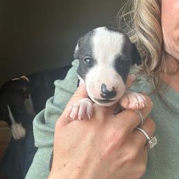 Boy 6 - Black male Whippet puppy in Corry, Pennsylvania from Sara's Whippets
