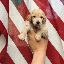 Lucian - Cream male Poodle puppy in Orem, Utah from First Class Poodles