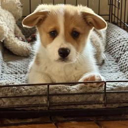 Archie - Red male Pembroke Welsh Corgi puppy in Brashear, Texas from Sherwood Acres Pembrokes