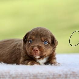 Solar - Red tri male Toy Australian Shepherd puppy in Prague, Oklahoma from Clay Creek Aussies