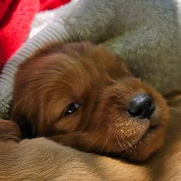 Light Blue - Dark golden female Golden Retriever puppy in Smithfield, Utah from Golden Palms Puppies
