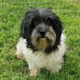 Mooch - Havanese