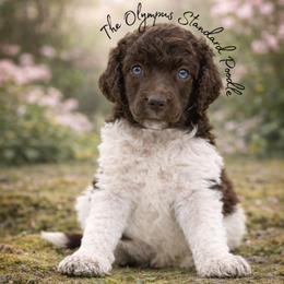 Alba - Parti female Poodle puppy in Spring Hills, Florida from The Olympus Standard Poodle
