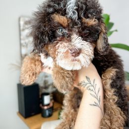 Cockapoo Puppies from Cockapoo Puppies and Co.